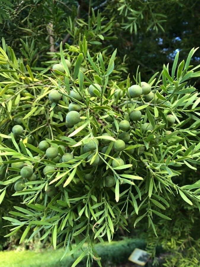 Afrocarpus falcatus fruit
