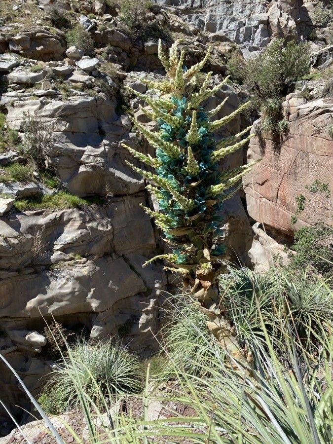 Puya alpestris flower