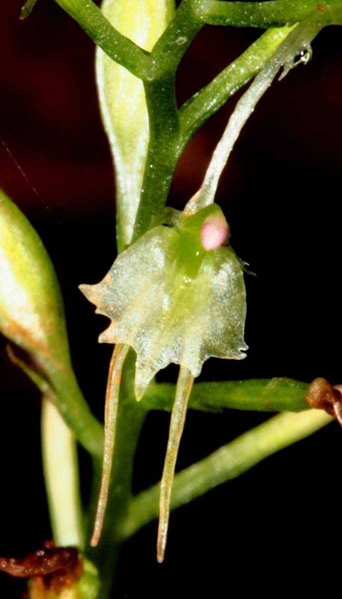 Acianthus amplexicaulis fruit