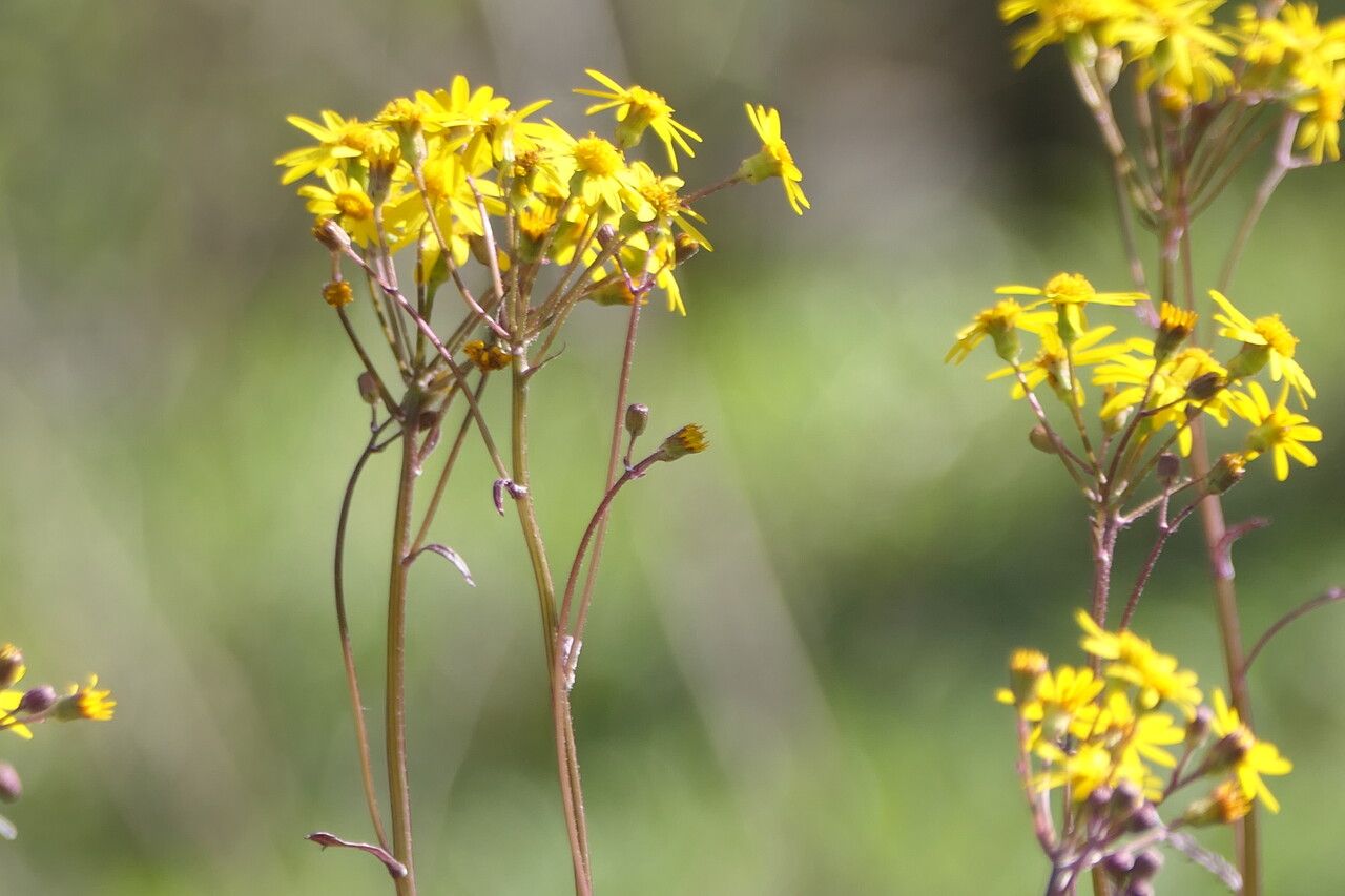 Packera aurea flower