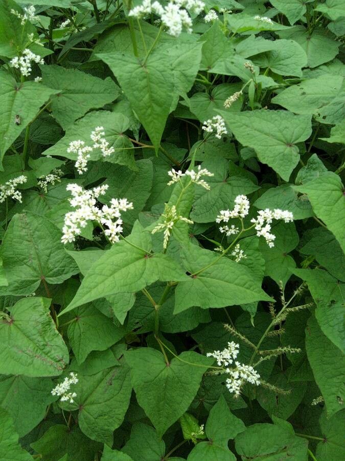 Fagopyrum cymosum leaf