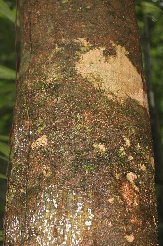 Abarema jupunba bark