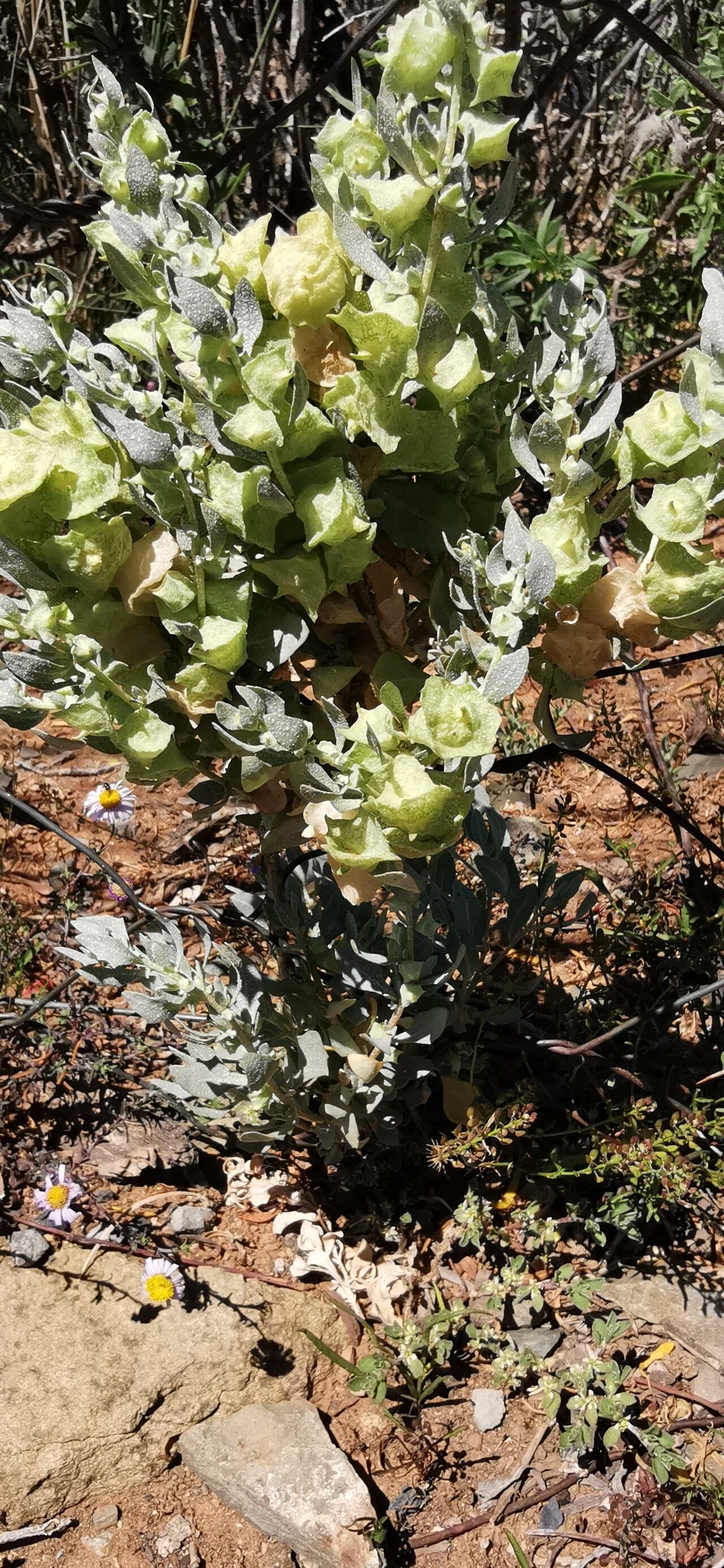 Atriplex lindleyi flower