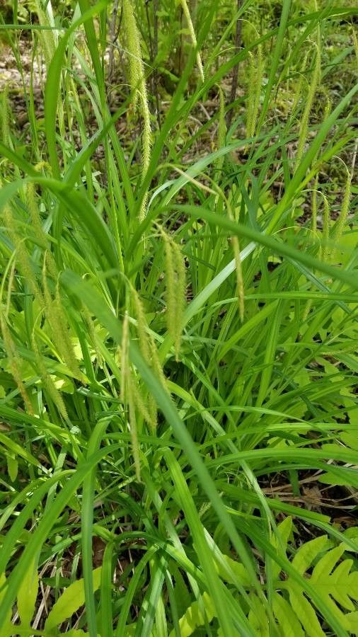 Carex crinita flower