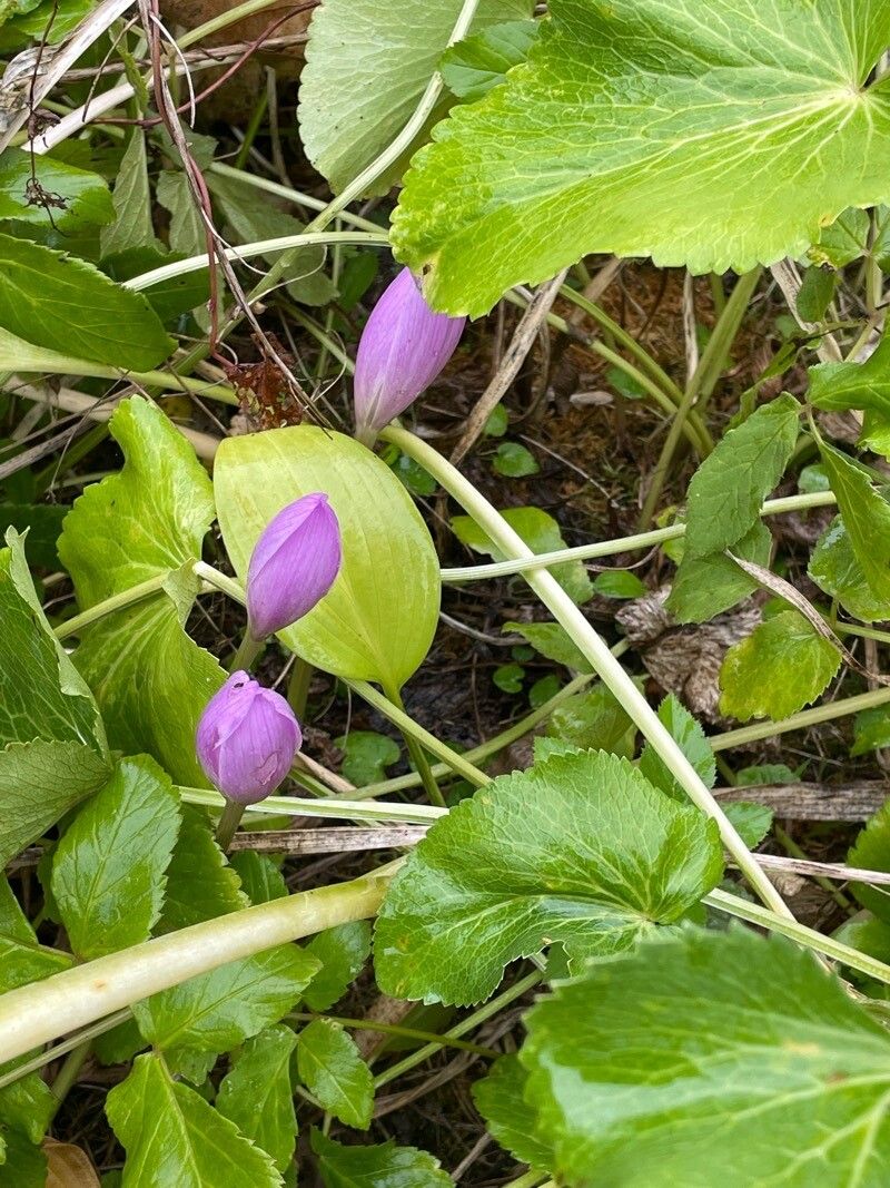 Crocus speciosus habit