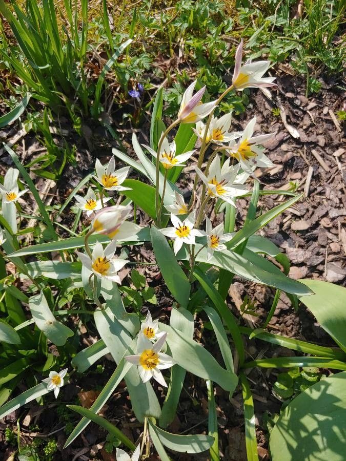 Tulipa turkestanica flower