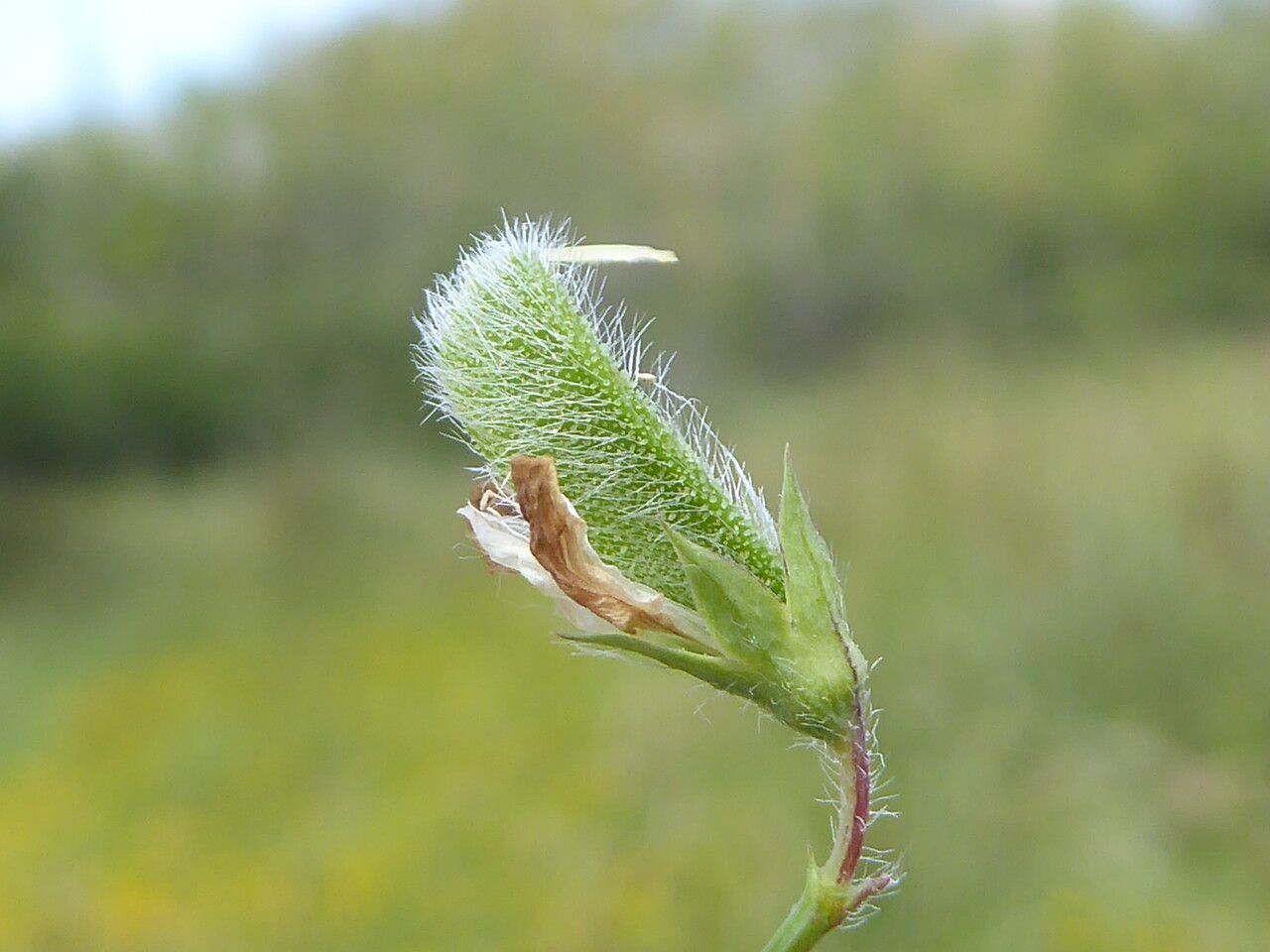 Lathyrus hirsutus fruit