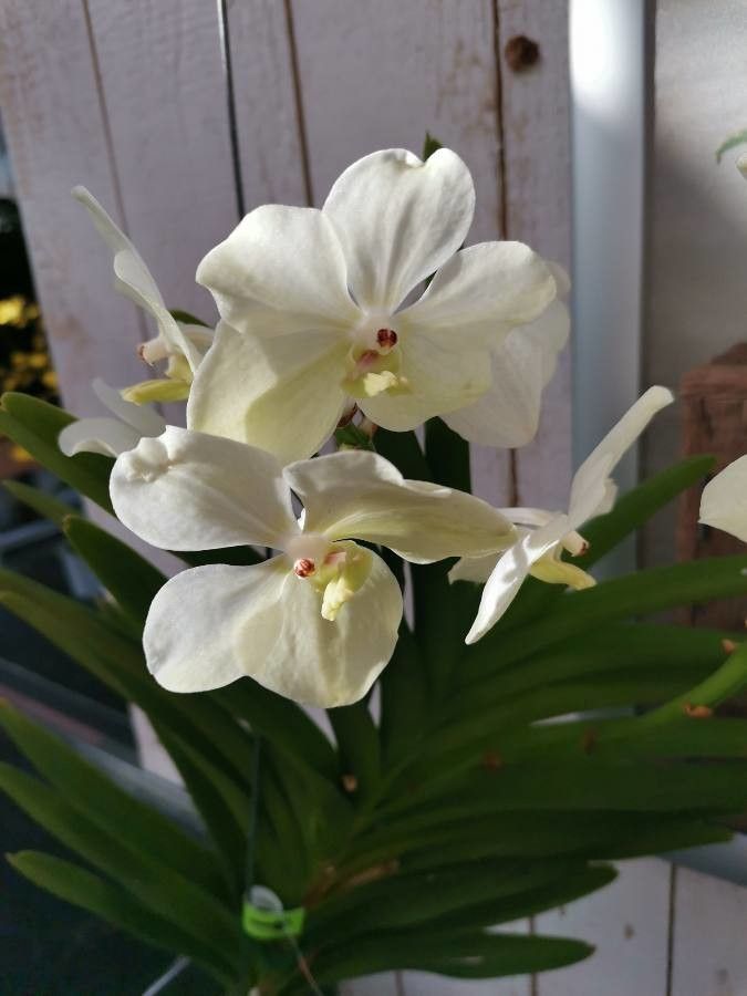 Vanda × amoena flower
