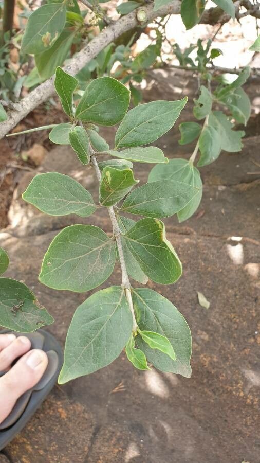 Afrocanthium gilfillanii — related species from the same genus