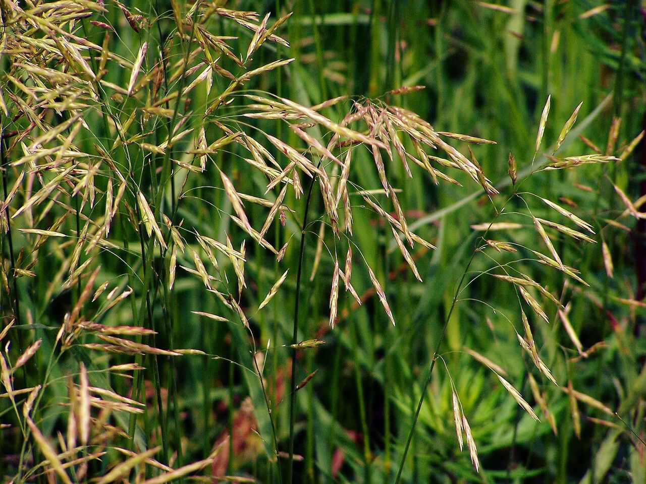 Bromus inermis flower