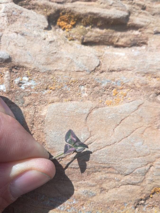 Trifolium uniflorum leaf
