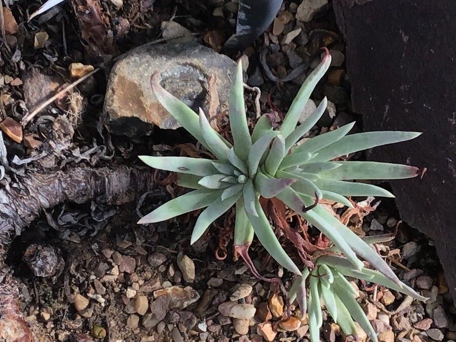 Dudleya edulis — difficulty difficulty houseplant