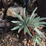 Dudleya edulis