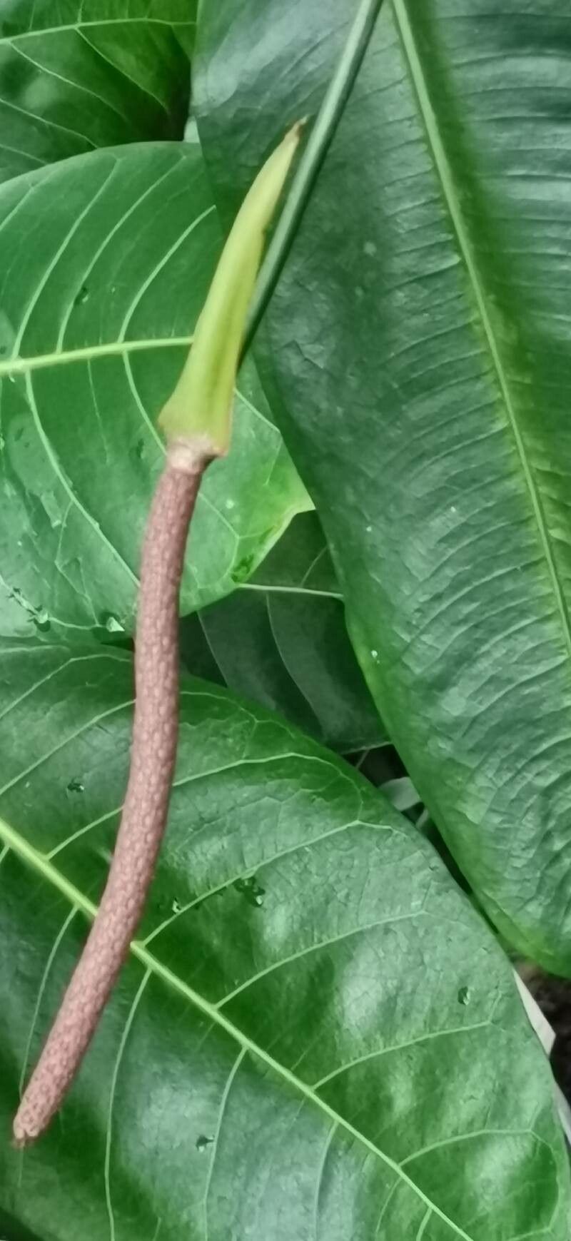 Anthurium loefgrenii flower