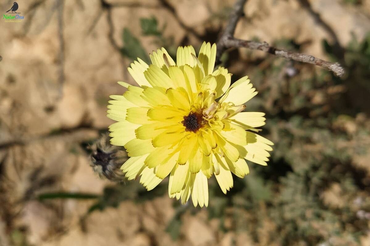 Picris hispanica — houseplant care guide