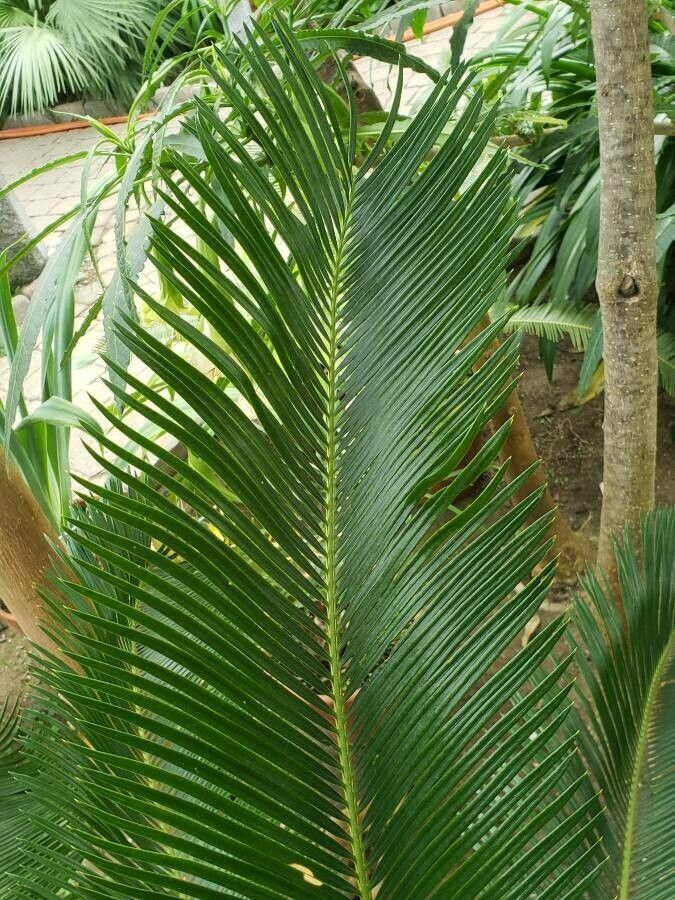 Cycas taitungensis leaf