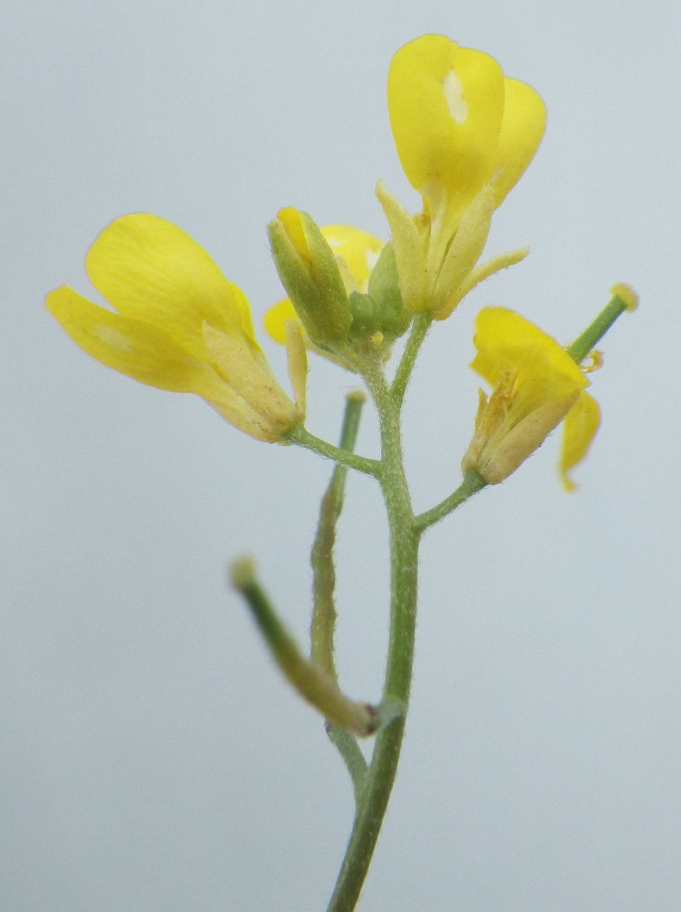 Brassica procumbens flower