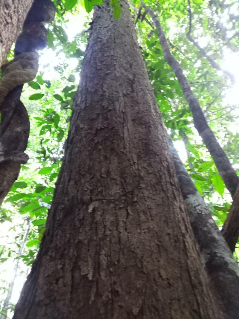 Dipterocarpus lowii — search result for 'Dipterocarpus'