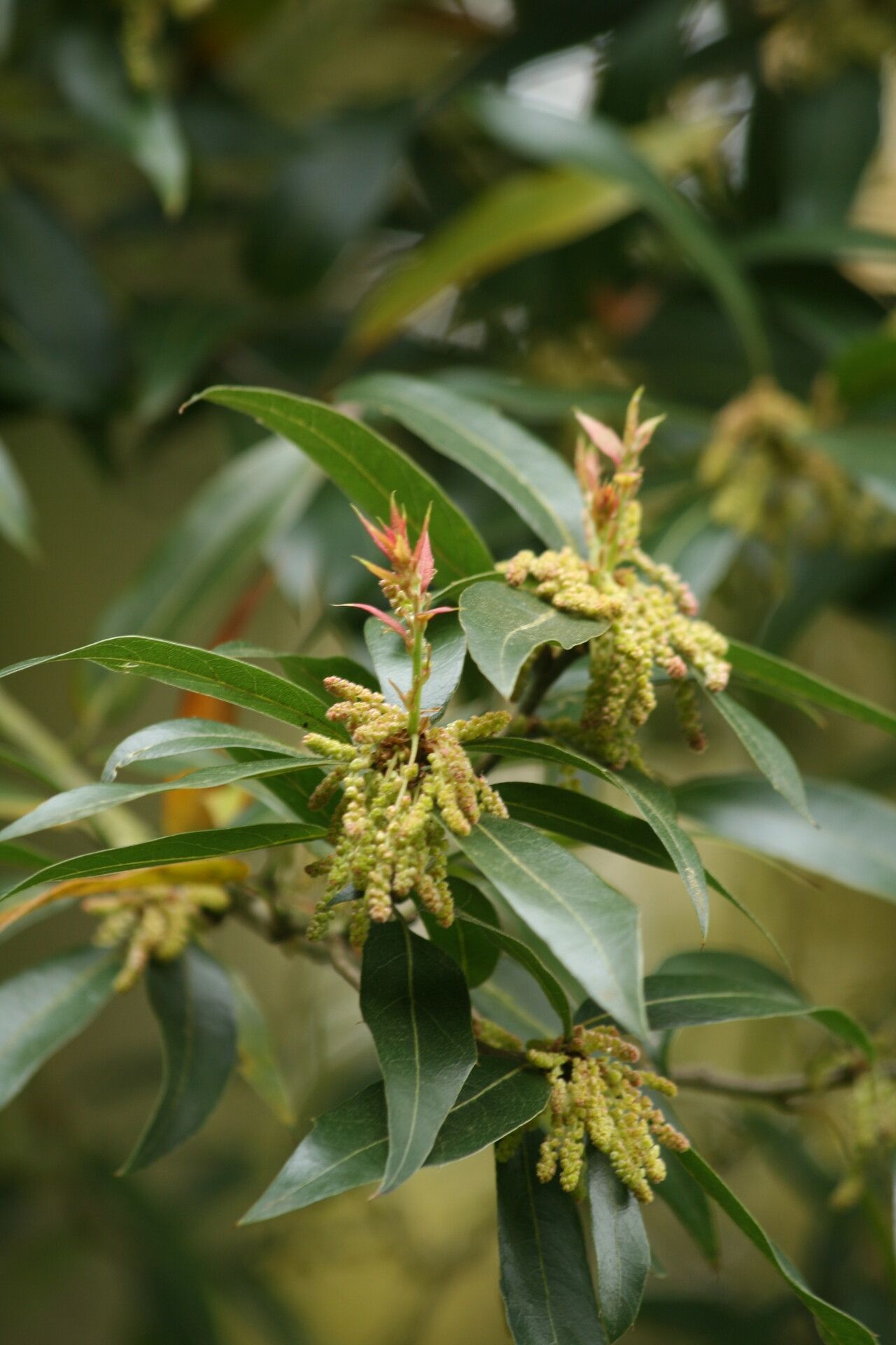 Quercus affinis flower
