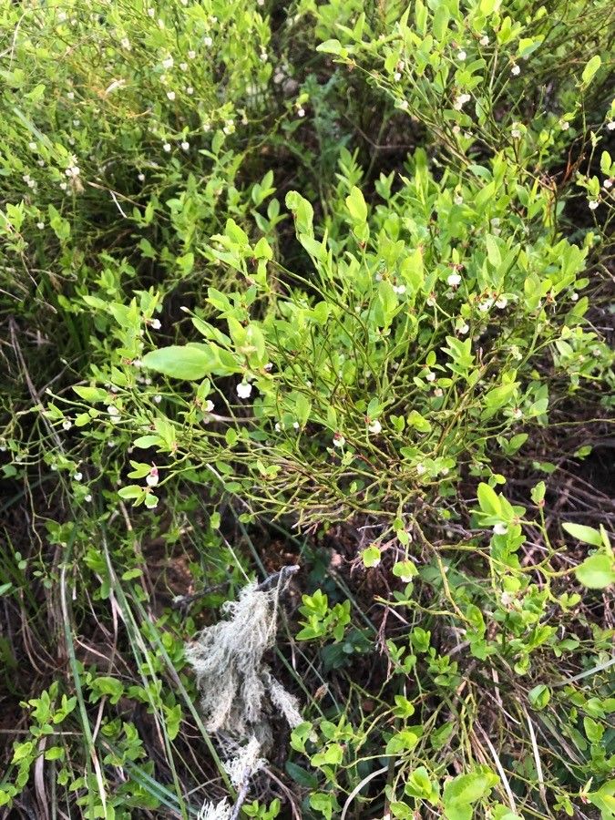 Vaccinium scoparium flower