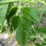 Melia azedarach