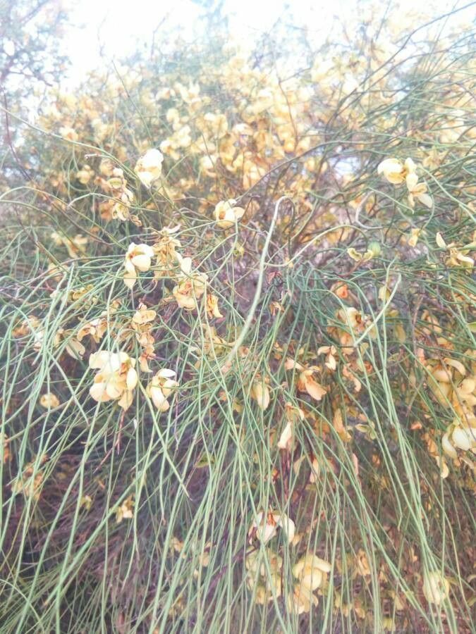 Ramorinoa girolae — search result for 'Pterocarpus'