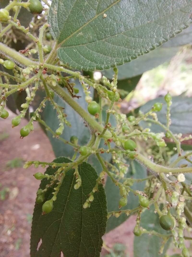 Trema micranthum fruit
