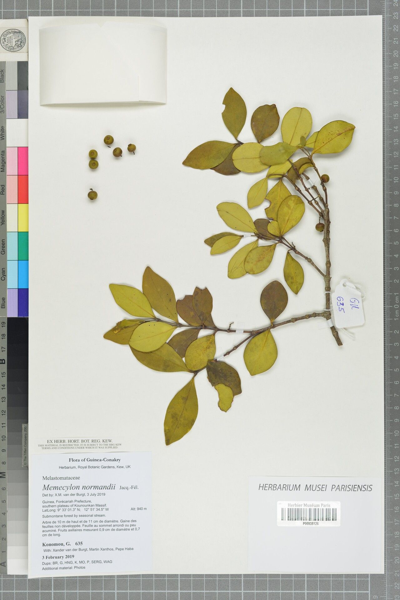 Memecylon normandii — houseplant care guide