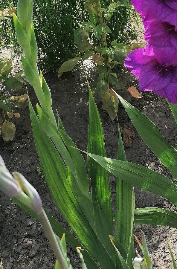 Gladiolus × hybridus leaf