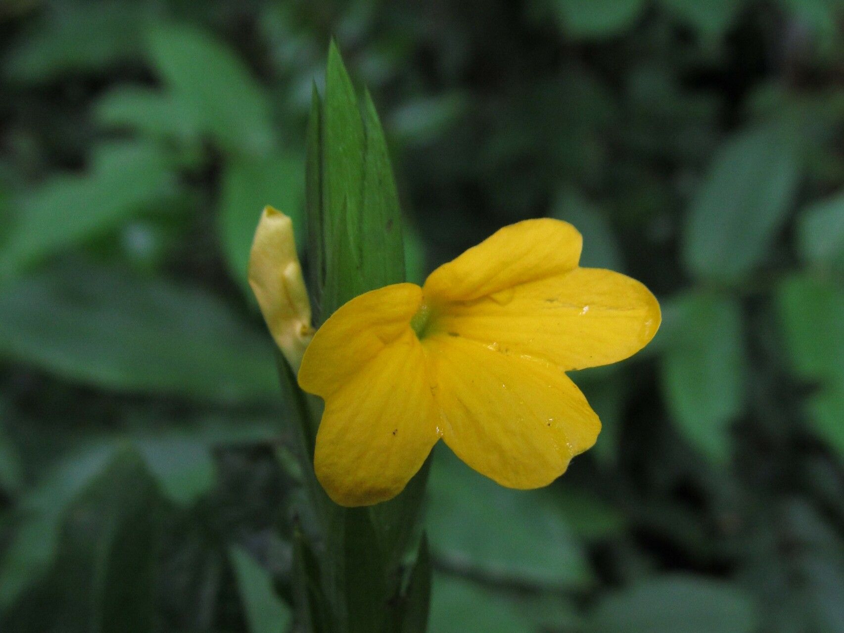 Crossandra obanensis flower