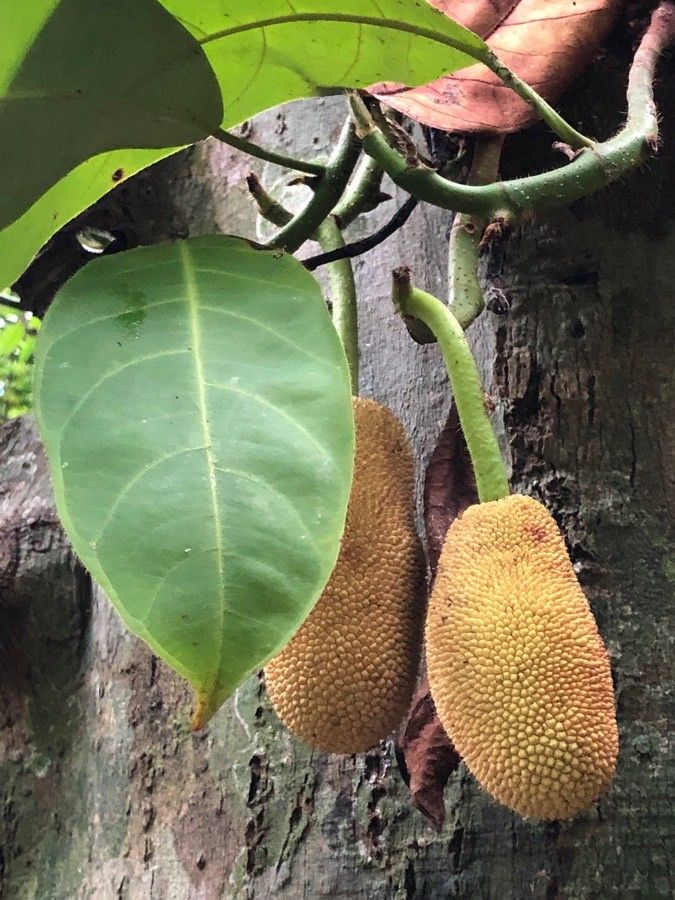 Artocarpus integer fruit