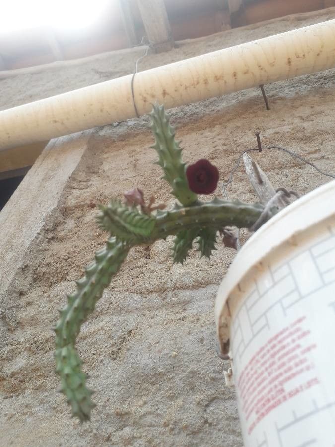Huernia penzigii flower
