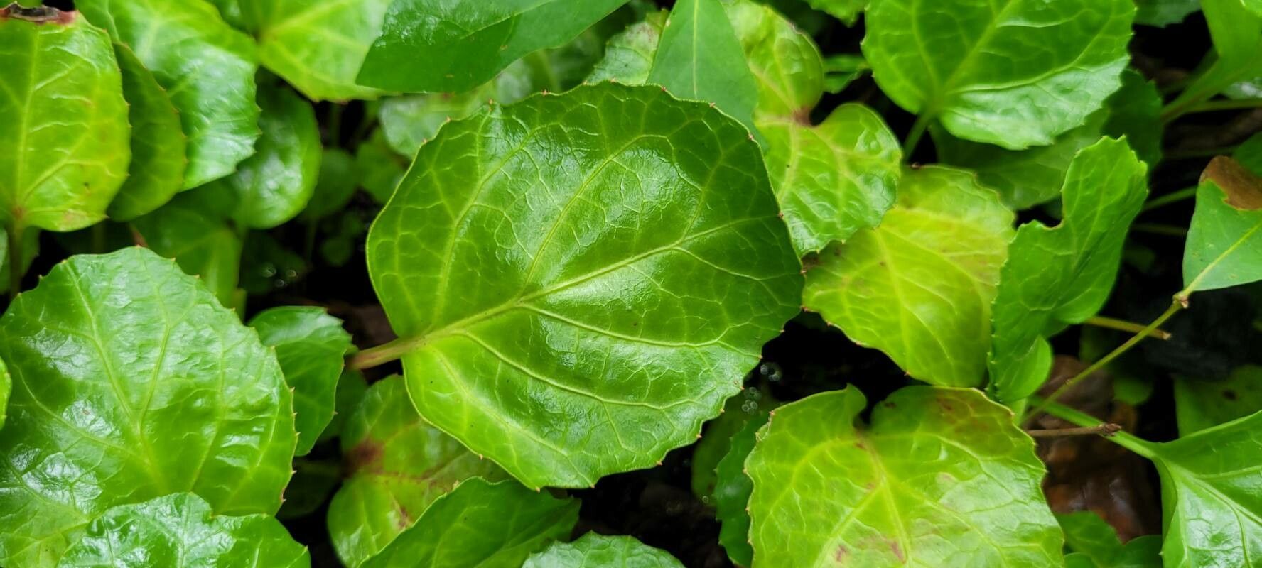 Shortia galacifolia leaf