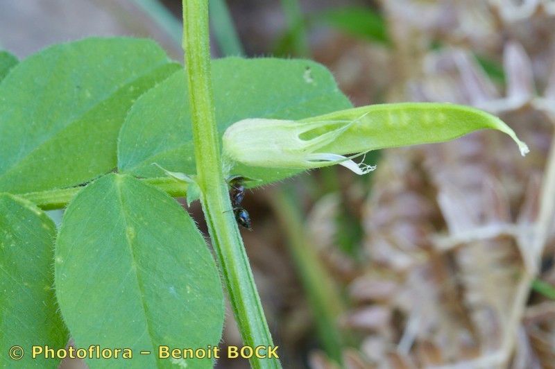Vicia laeta other