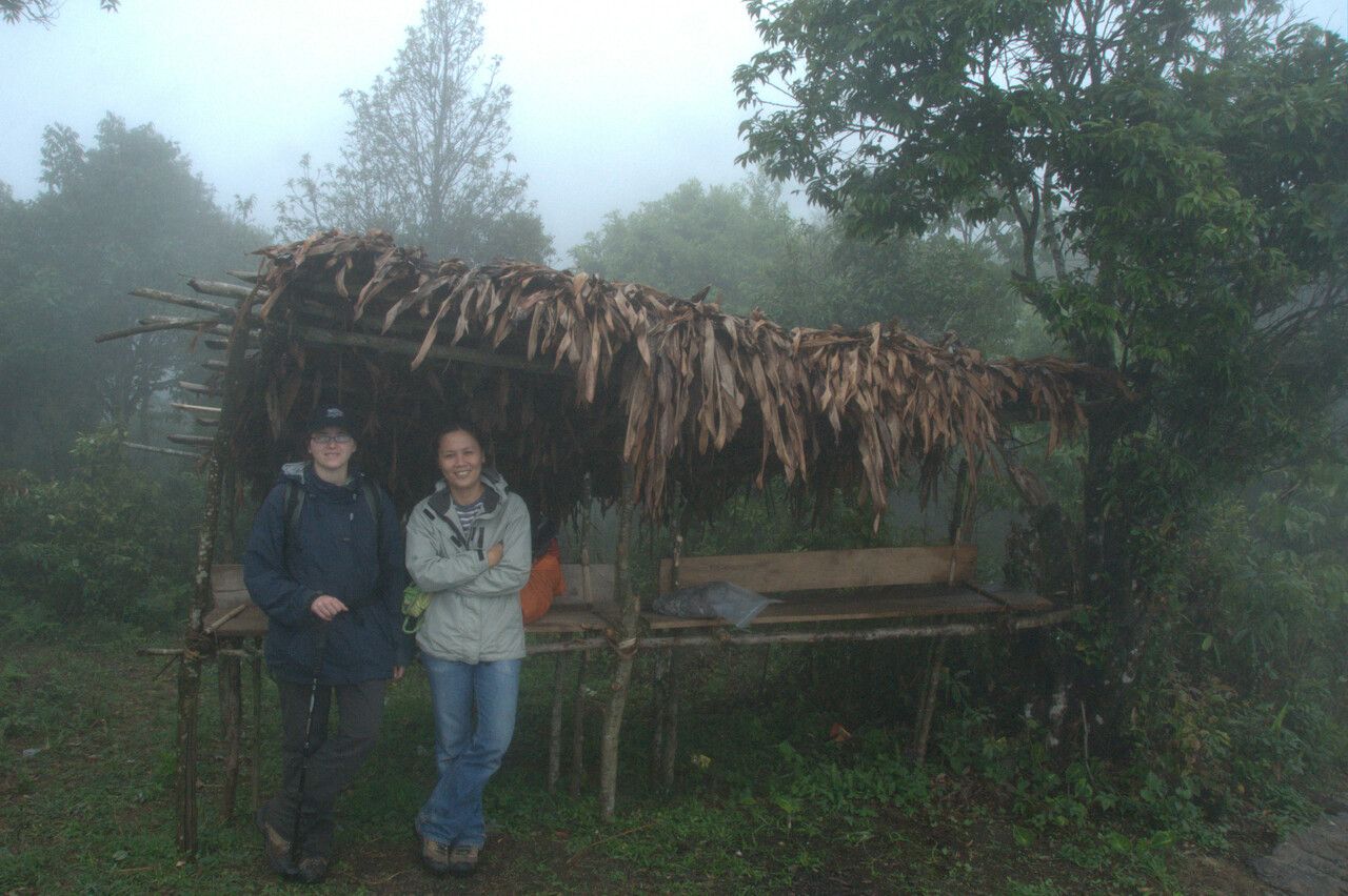 Parthenocissus semicordata other
