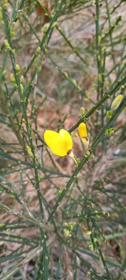 Viminaria juncea flower