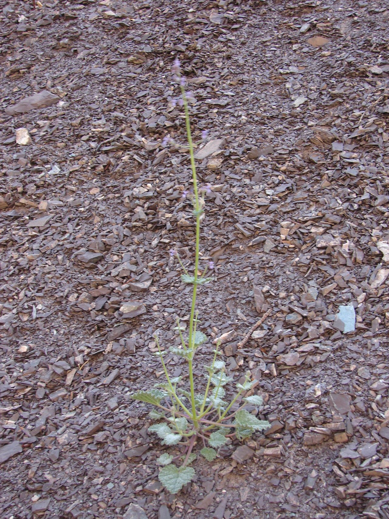 Nepeta ciliaris flower