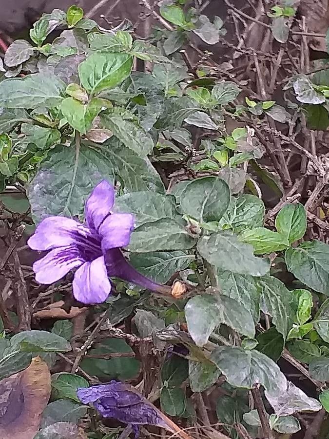Dyschoriste thunbergiiflora habit