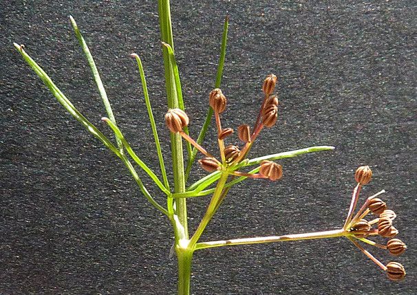 Cyclospermum leptophyllum fruit