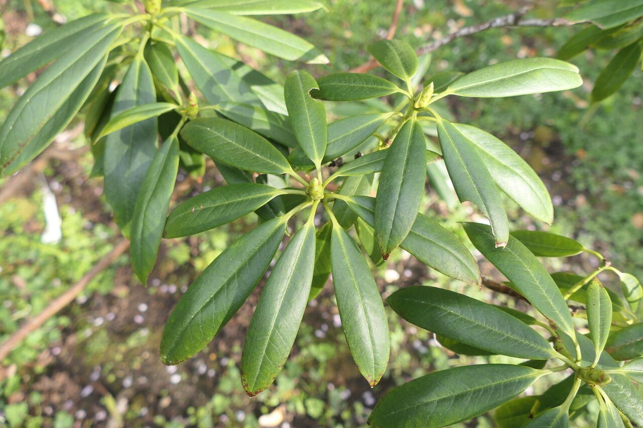 Rhododendron huanum — houseplant care guide
