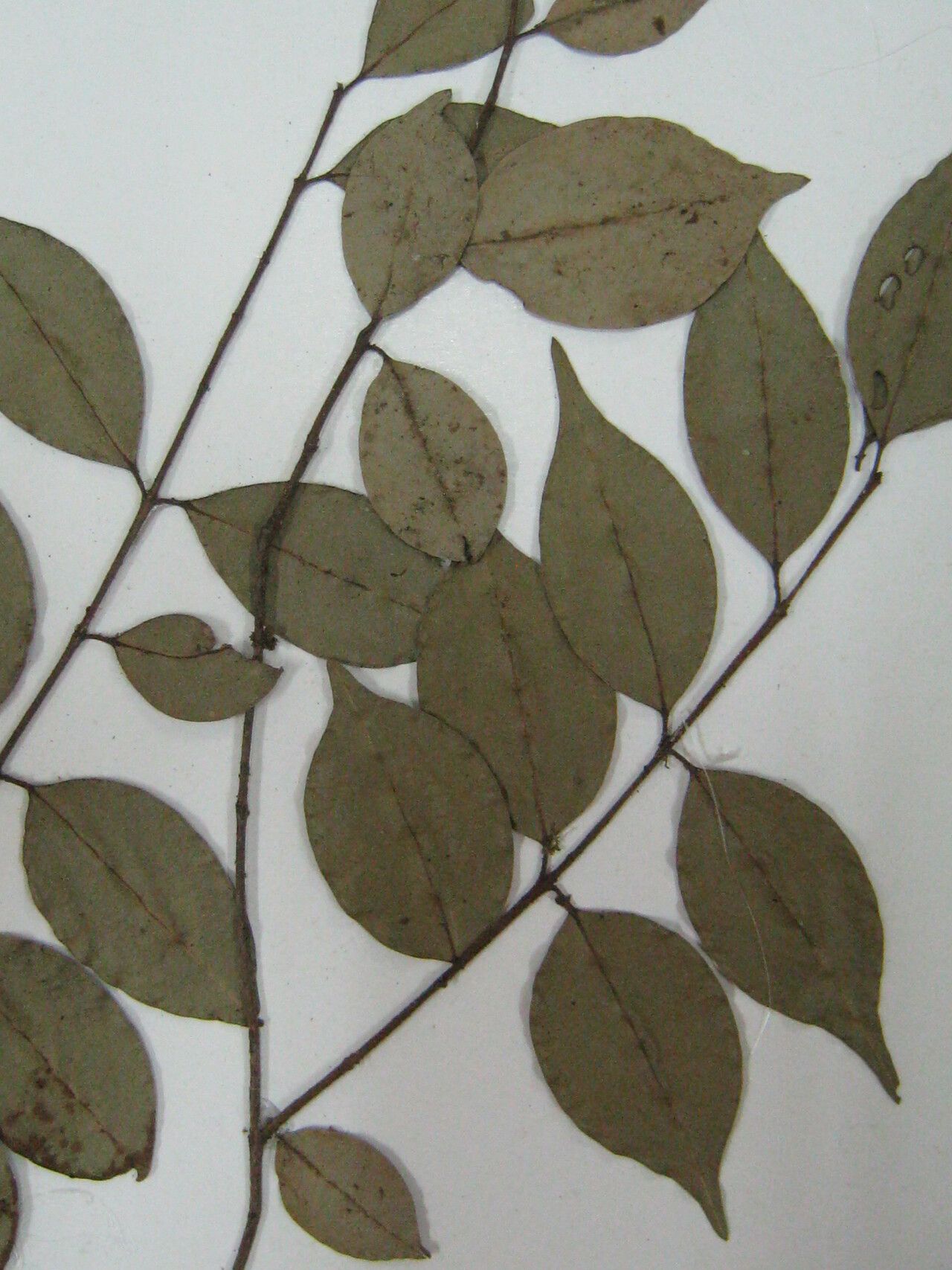 Myrciaria floribunda other