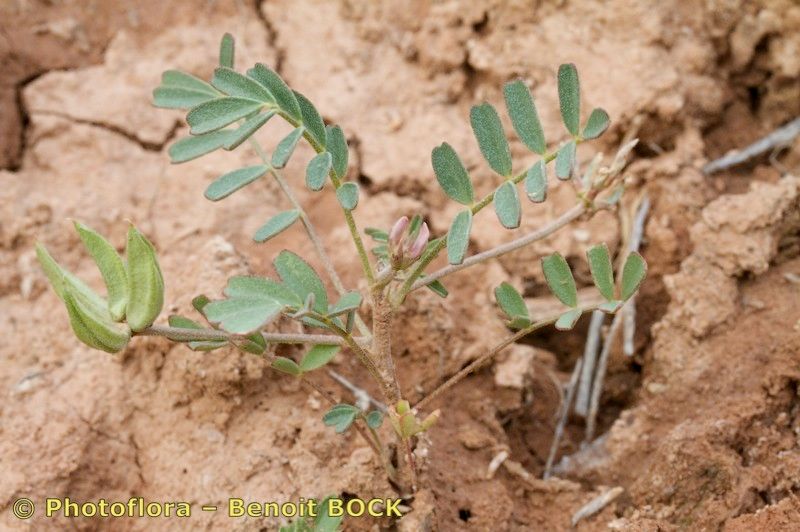 Astragalus oxyglottis habit