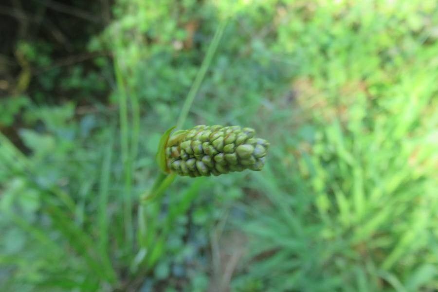Libertia sessiliflora other