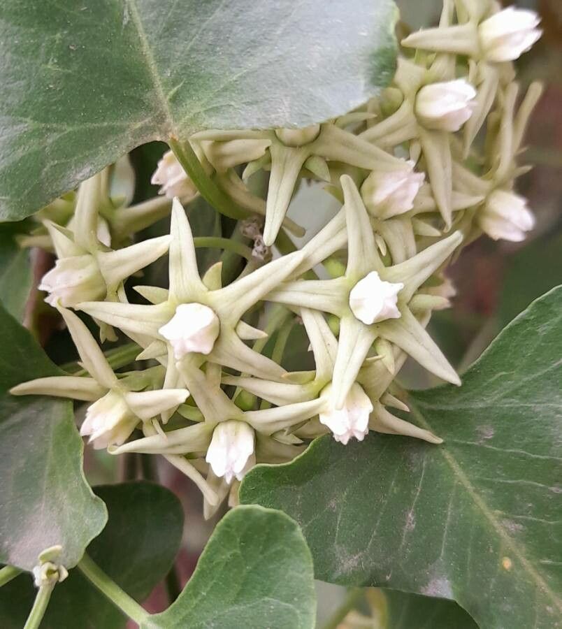 Araujia brachystephana flower