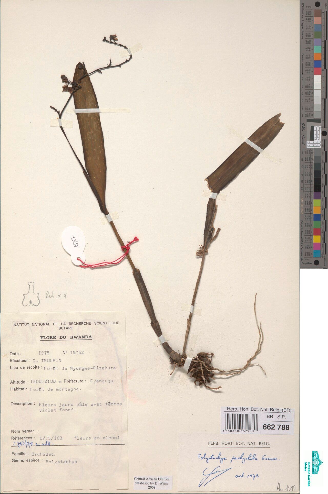 Polystachya pachychila — houseplant care guide