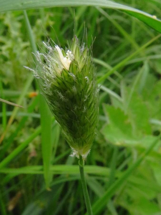 Phalaris minor — search result for 'Phalaris'
