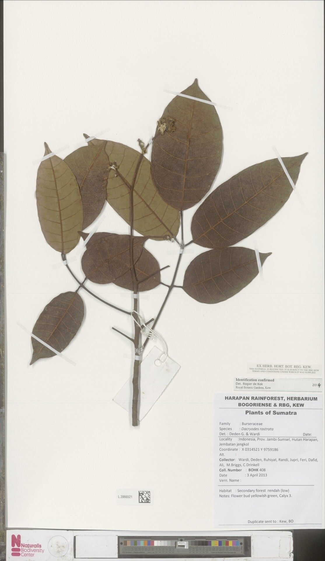 Dacryodes rostrata — search result for 'Dacryodes'