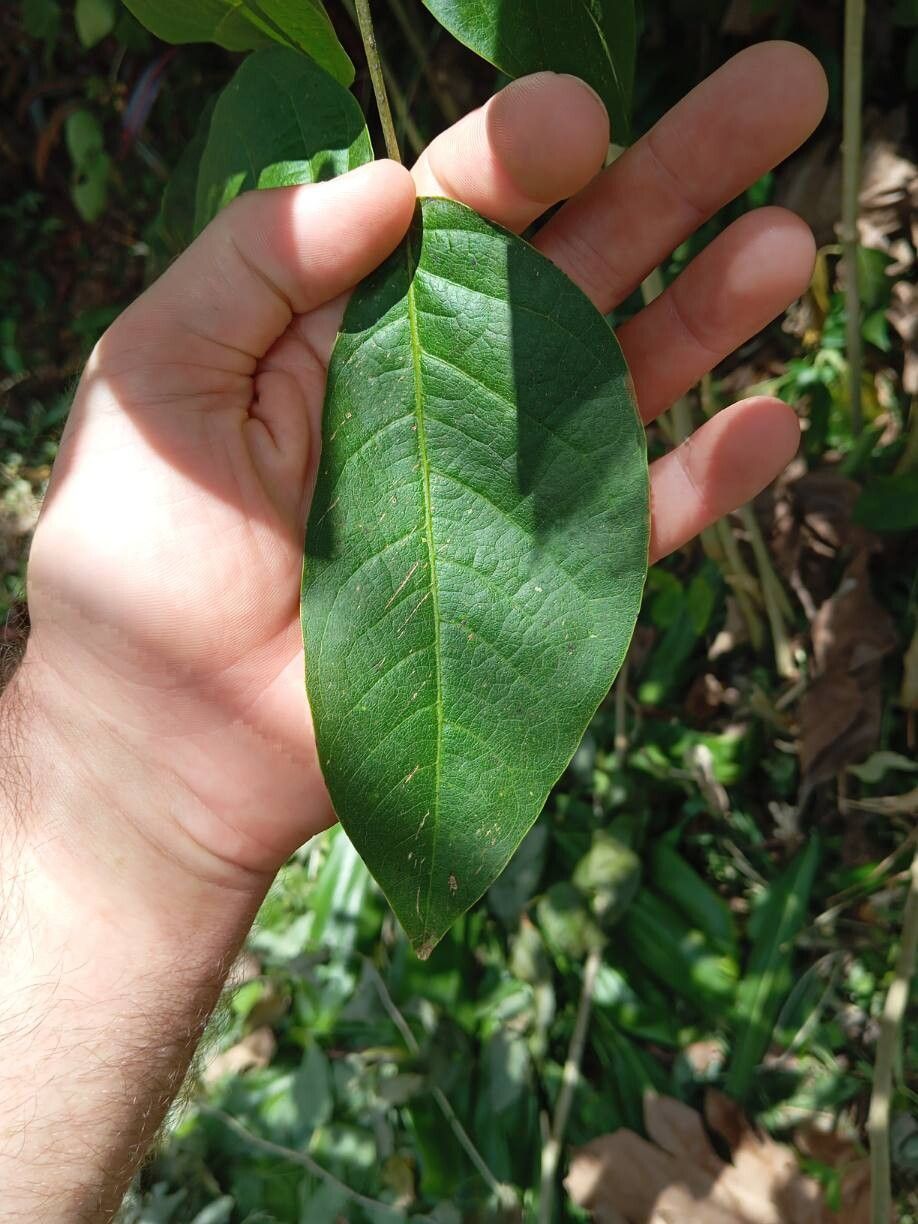 Senna latifolia — search result for 'Senna'