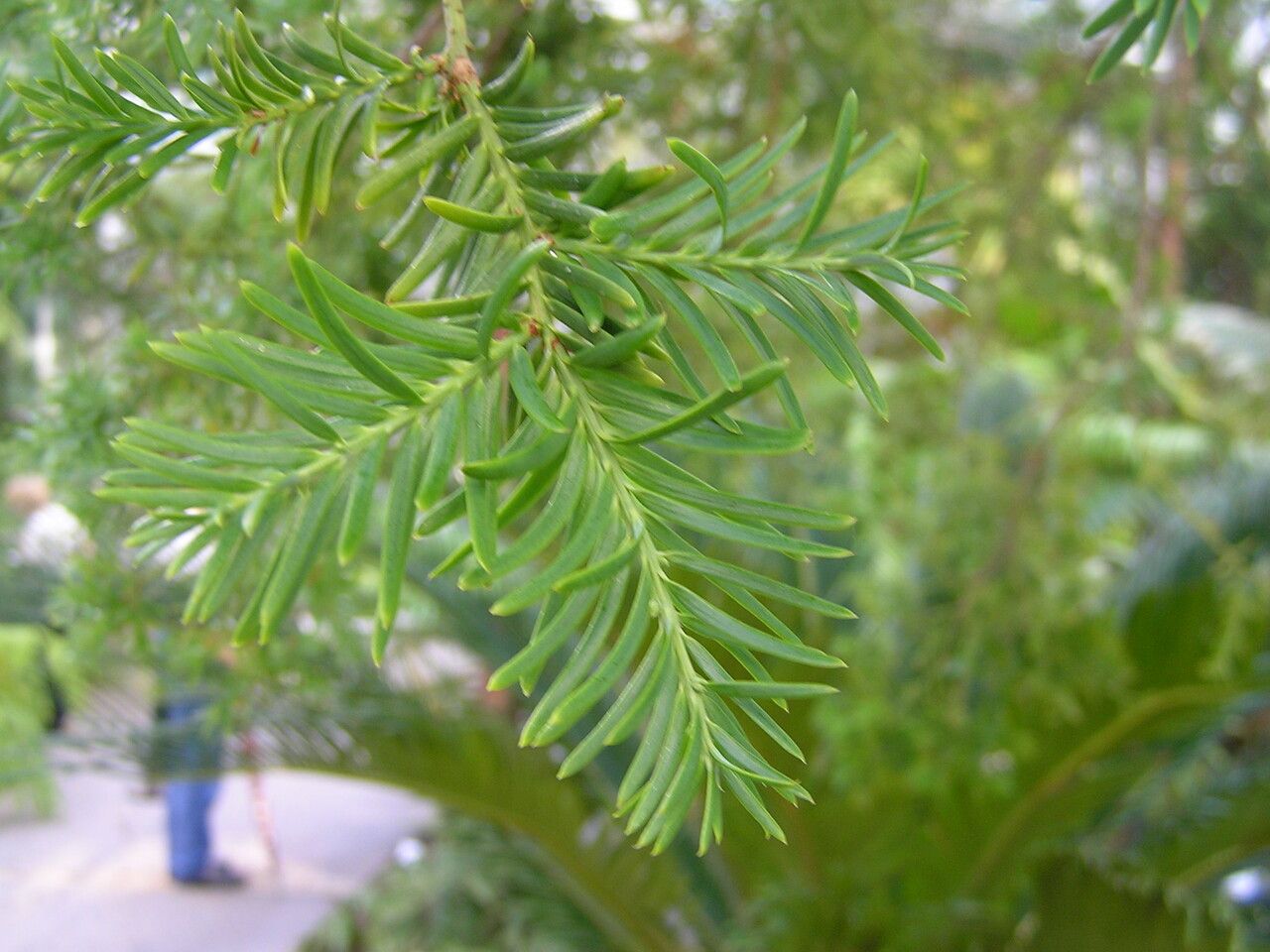 Prumnopitys taxifolia — search result for 'New Zealand'