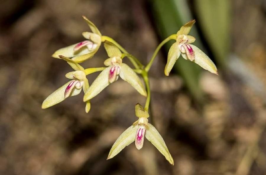 Bulbophyllum tixieri — houseplant care guide